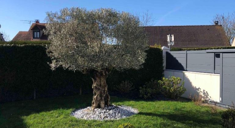 Taille d’arbres Fruitiers La Madeleine de Nonancourt (27320)