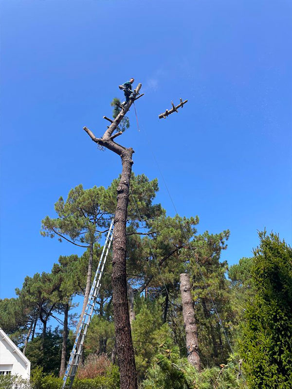 Pendant un élagage d'arbre à La Madeleine de Nonancourt dans l'Eure (27)