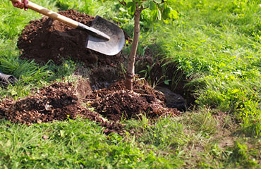 Plantation d'arbres La Madeleine de Nonancourt (27320)